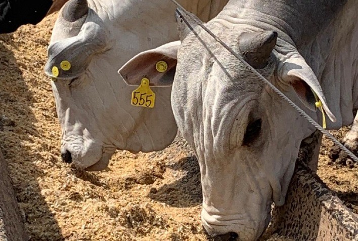 O confinamento está protegido da proliferação fúngica?