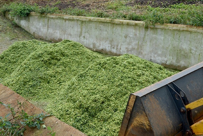 Embrapa publica Circular sobre Técnica de Movimento e Tempo para produção de silagem