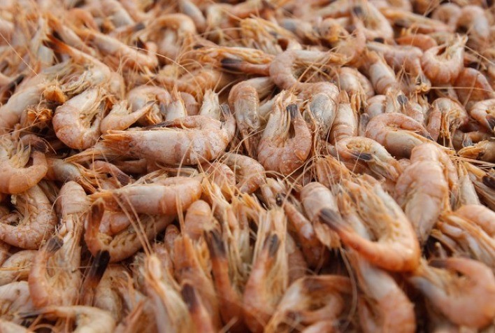 Secretaria de Agricultura pesquisa criação de camarão e auxilia aquicultores a se estabelecerem na atividade