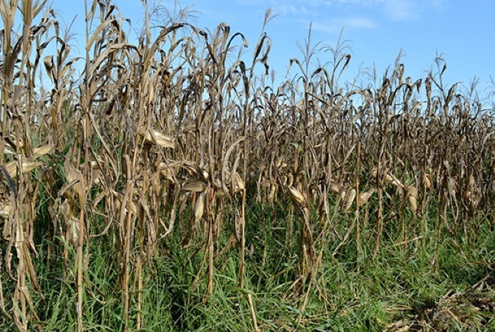 Evento on-line apresenta tecnologias agropecuárias para o semiárido mineiro