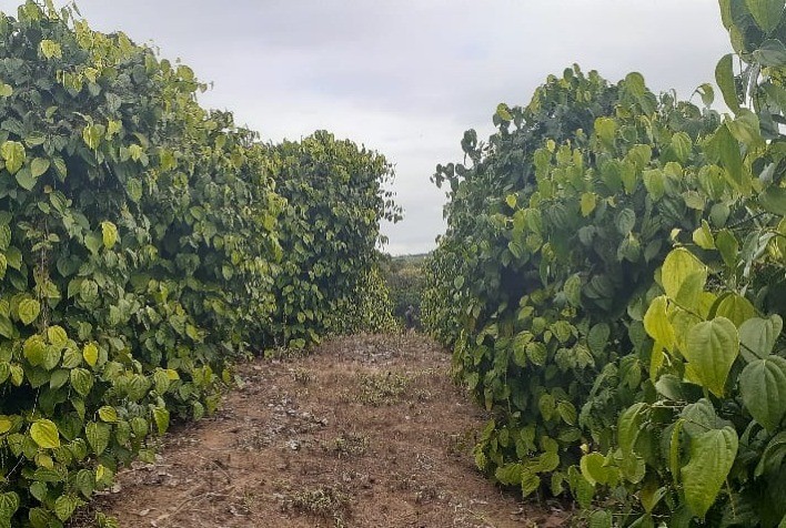 Pimenta-do-reino é cultivada para aumentar renda de agricultores familiares de Minas Gerais