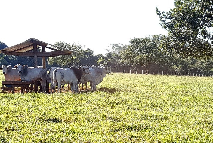 Os benefícios da inclusão de ácidos graxos essenciais na dieta de bovinos