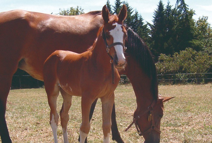 Como a síndrome navicular afeta os equinos?