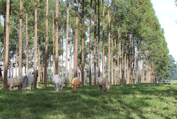 Publicação apresenta fatores que influenciam produtores paulistas na adoção de sistemas integrados