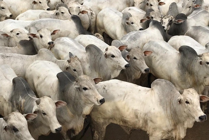 Mercado do boi gordo com preços firmes