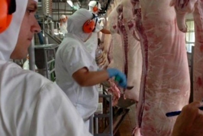 Aurora aumenta exportação de suínos e consumo interno de industrializados