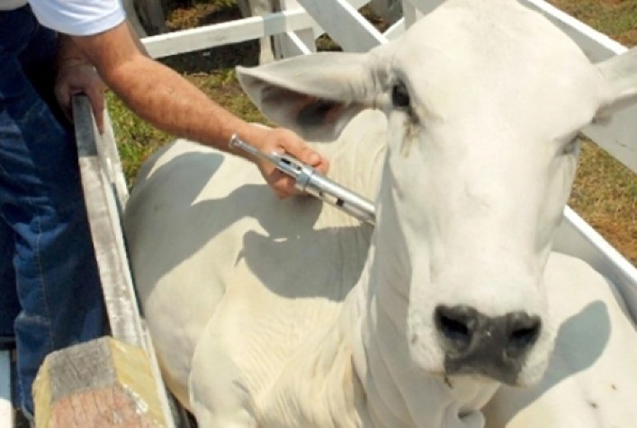 TO: comprovação de vacina contra brucelose do 1º semestre encerra no  próximo dia 10 - Portal do Agronegócio