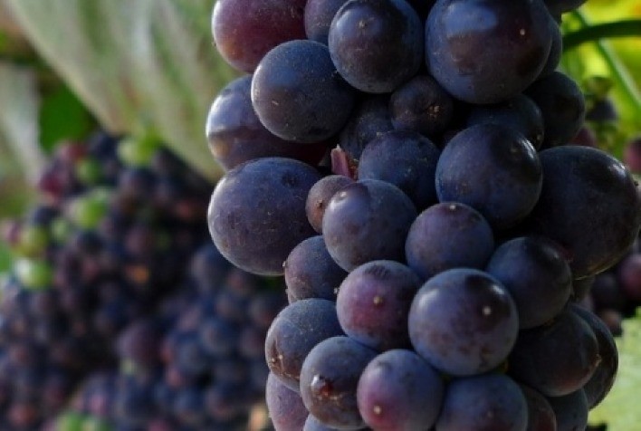 Boas práticas agrícolas com foco em exportação é tema de webinar realizado pela Syngenta