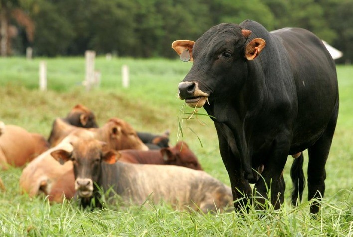 Boi gordo: mercado aquecido