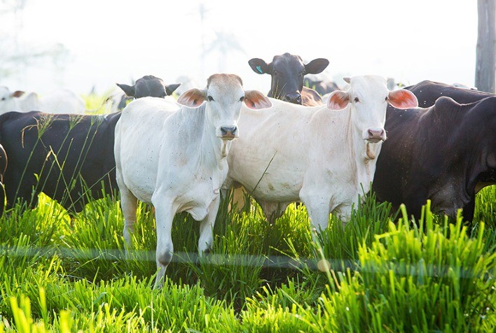 Cotações firmes e em alta no mercado de animais para reposição