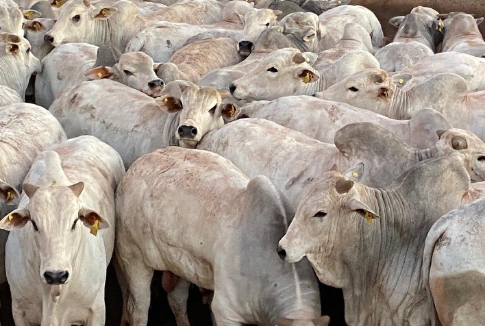 Etapa de Diamantino (MT) provoca mudanças nas primeiras colocações parciais dos campeonatos do Circuito Nelore Fêmeas