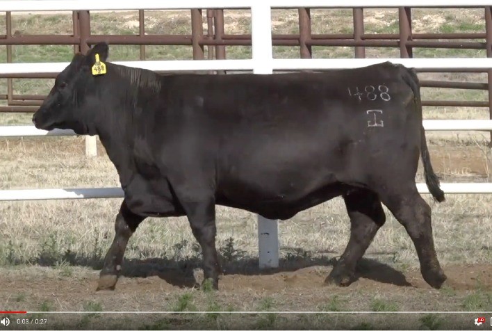 Fazenda 3 Marias fatura R$ 818 mil em leilão virtual