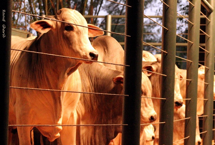 Leilão Sant'Anna oferta soluções para produção pecuária nos trópicos