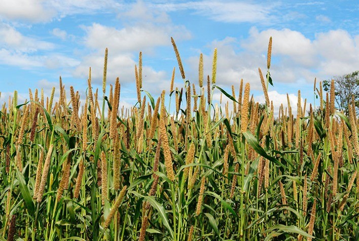 Embrapa sugere cereais de inverno e milheto para composição de rações