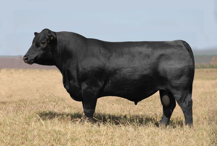 Reprodutores atingem valorização acima de R$ 60 mil no 1º Leilão Prime Angus