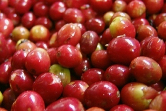 Café: Semana começa com poucas valorizações e previsão de tempo estável na colheita