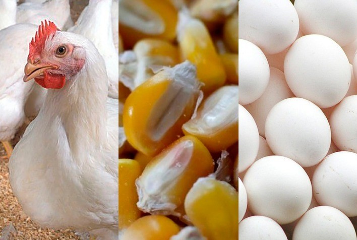 Frango, ovo, milho e inflação em julho de 2020 e na vigência do Real