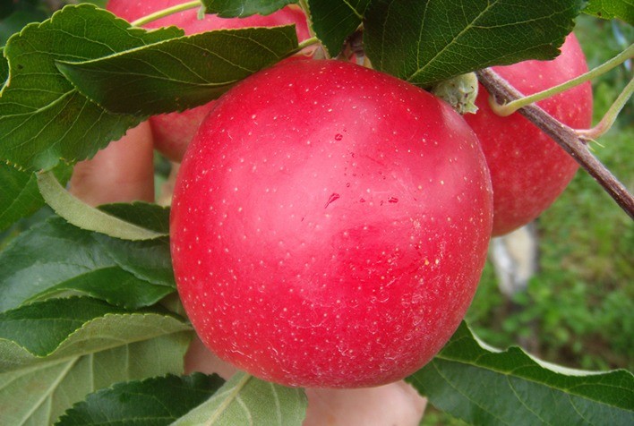 Maçã: Em início de mês, comércio não retoma como esperado