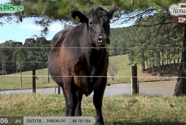Fazenda Renascença fatura R$ 932 mil em remate