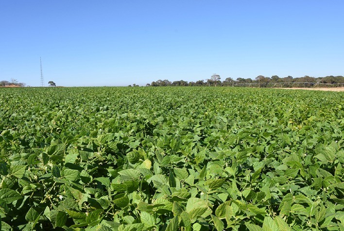Cultivo superprecoce de feijão melhora produtividade e resistência a pragas