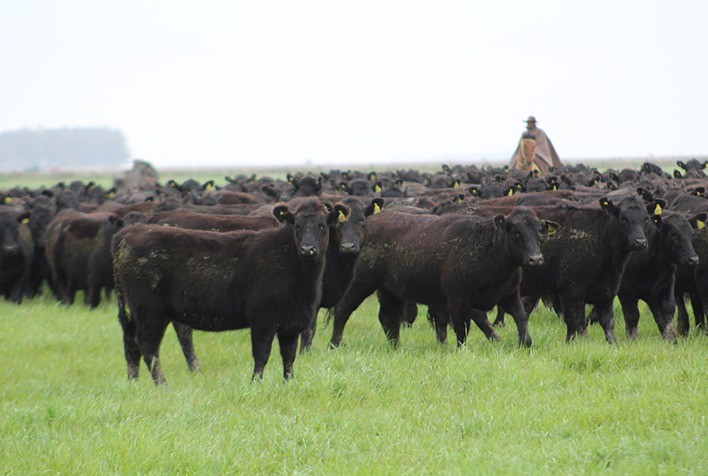 Angus Rio da Paz fatura mais de R$ 1 milhão em primeira edição do leilão virtual