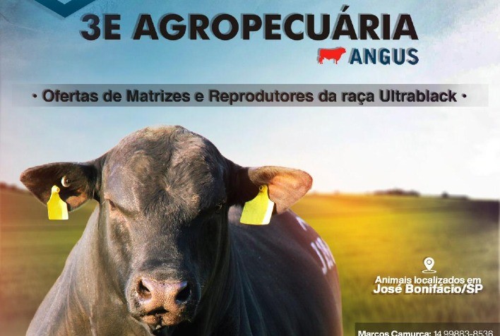 Primeiro remate exclusivo da raça Ultrablack ofertará 22 animais