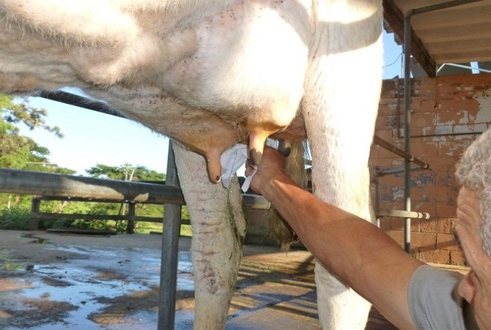 Mastite “invisível” traz riscos e prejuízos para rebanhos leiteiros