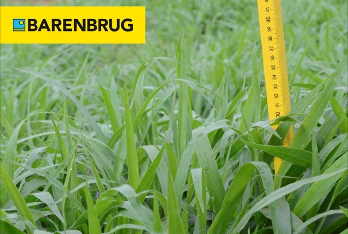 Barenbrug do Brasil disponibiliza primeiro dia de campo digital