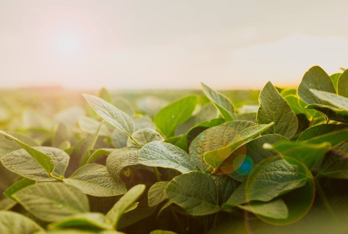 Bioativador à base de algas marinhas melhora a produtividade e a resistência das plantas