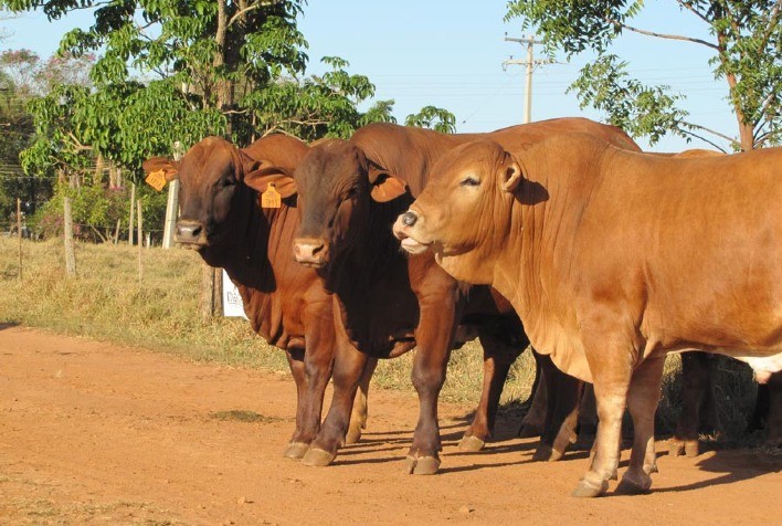 Programa Montana ofertará 50 touros em Megaleilão Virtual