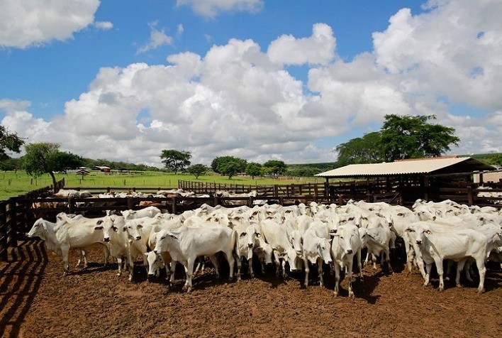 CNA mostra benefícios da rastreabilidade bovina para a gestão da propriedade rural