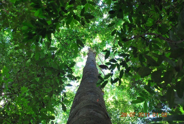 Manejo de florestas tropicais não altera diversidade de espécies arbóreas