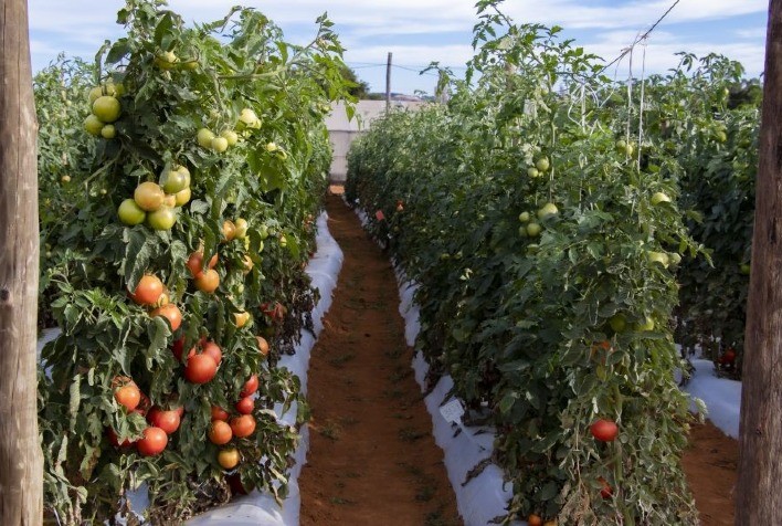 Pesquisa busca variedades de tomates mais resistentes a pragas e mais atrativas para os consumidores