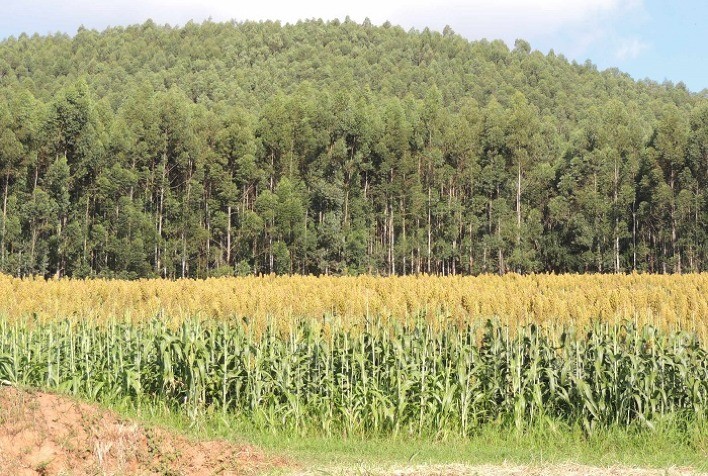 Sorgo IAC Santa Elisa é excelente opção para baixar o custo da alimentação na pecuária