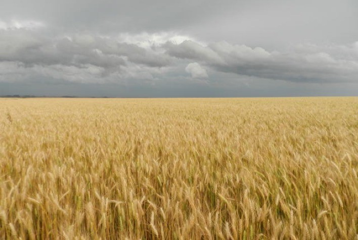 Embrapa contribui com posicionamento do Brasil em plataforma latino-americana de ações climáticas