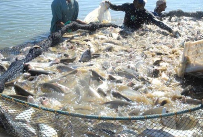 Boletins divulgam dados de produção da pesca artesanal no Tocantins e no Pará