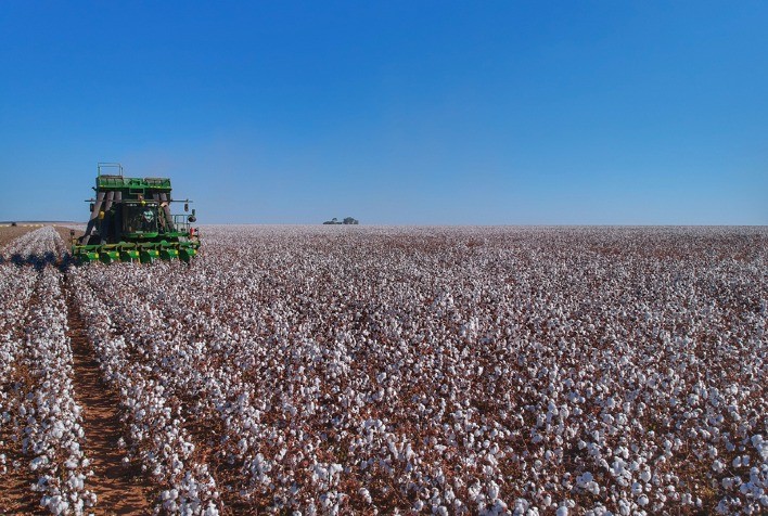 Controle da produção e das vendas de algodão na palma da mão