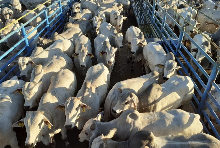 Mais de 1.100 animais participam das avaliações do Circuito Nelore em Mozarlândia (GO)