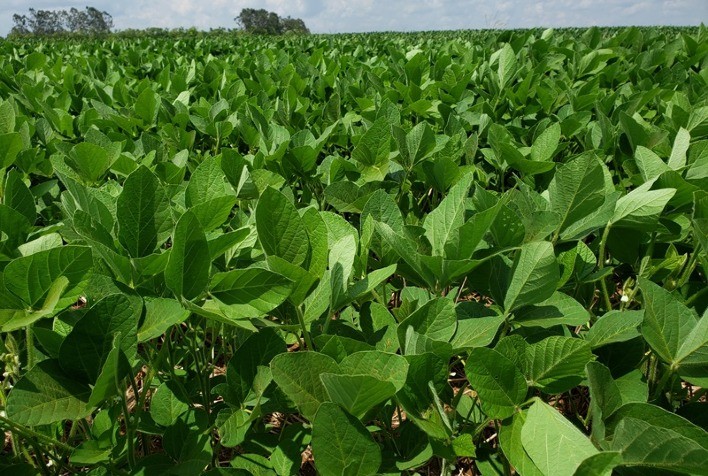 AgBiTech lança ferramenta biológica específica para manejo de Spodoptera spp. na soja “Bt”