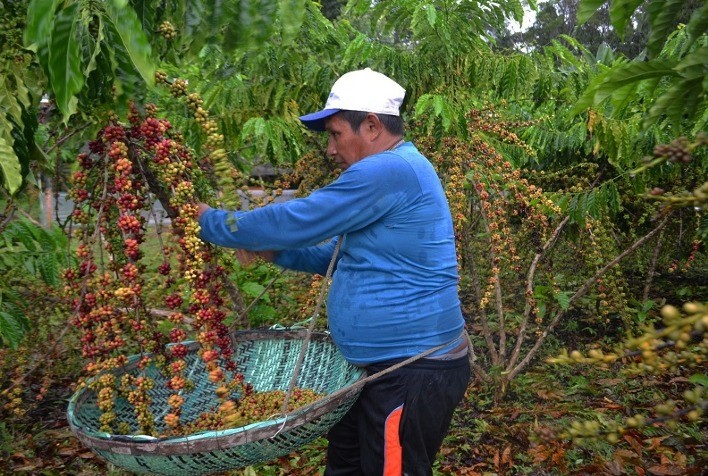 Plantas de café conilon aos 31 meses após transplantio. - Portal