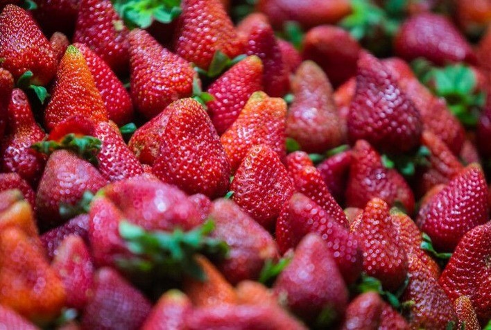 Morango: Ácaro predador selecionado pelo IB pode eliminar uso de produtos químicos para controle do ácaro-rajado