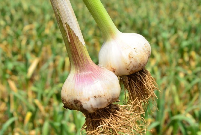 Pequeno produtor investe em cultivo de alho e colhe doze toneladas em Águas Lindas de Goiás
