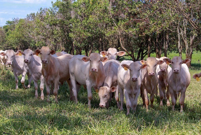 Embrapa realiza leilão virtual de animais