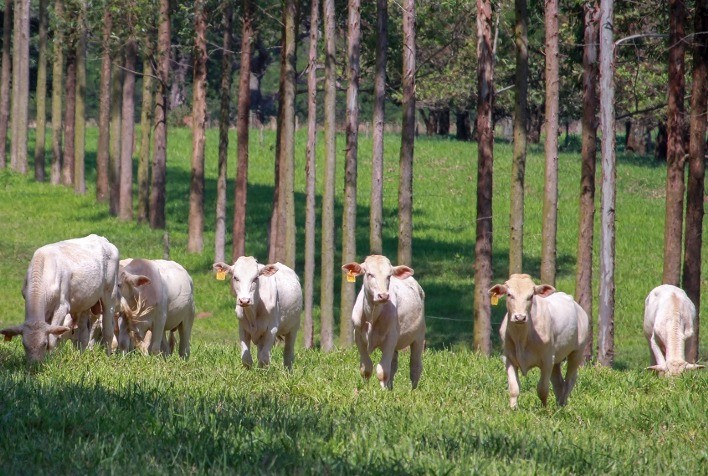 Eficiência na produção pecuária contribui para sustentabilidade