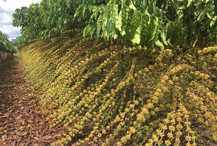 Efeitos da nutrirrigação em lavouras de Café Conilon na região Norte