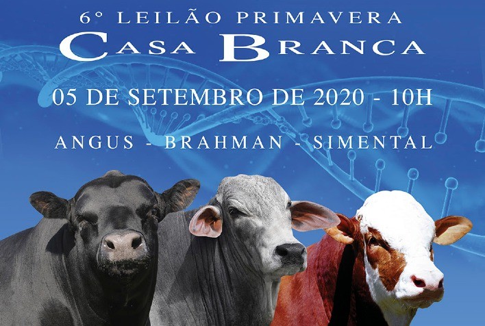 Casa Branca ofertará reprodutores Angus de centrais