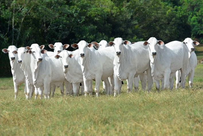 Mega leilão da Carpa prepara super oferta ao mercado com mais de 4.500 animais Nelore
