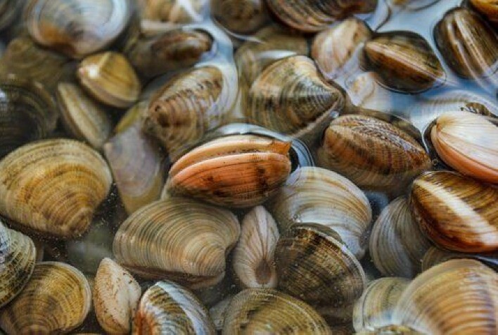 Projeto avalia a captura de moluscos bivalves no litoral paranaense e suas consequências sobre a biodiversidade costeira