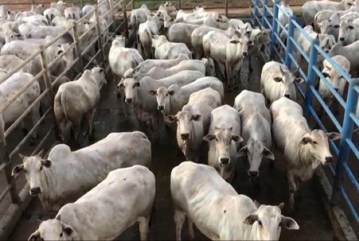 ACNB divulga vencedores do Circuito Nelore de Qualidade em Confresa (MT)