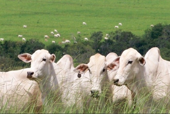 Alta no mercado de bovinos para reposição